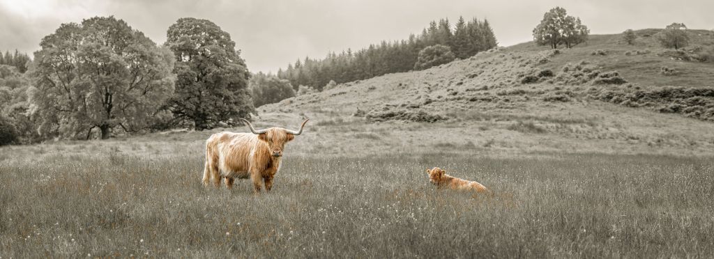 Schottischer Highlander mit Kalb