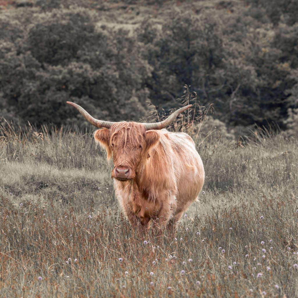 Schottischer Highlander auf einem Feld