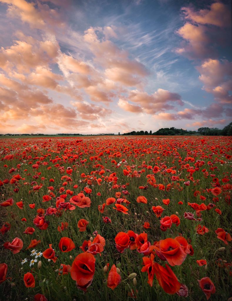 Poppy field in Sweden