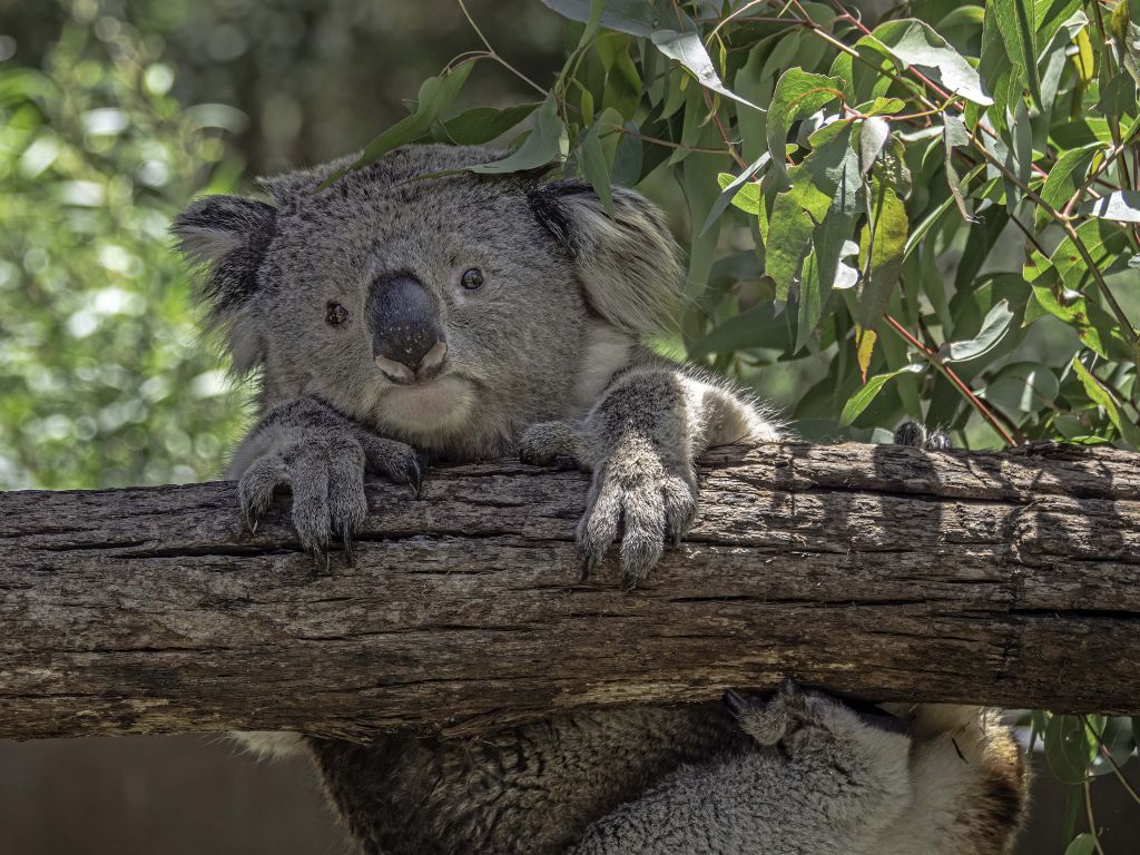 Niedlicher Koala