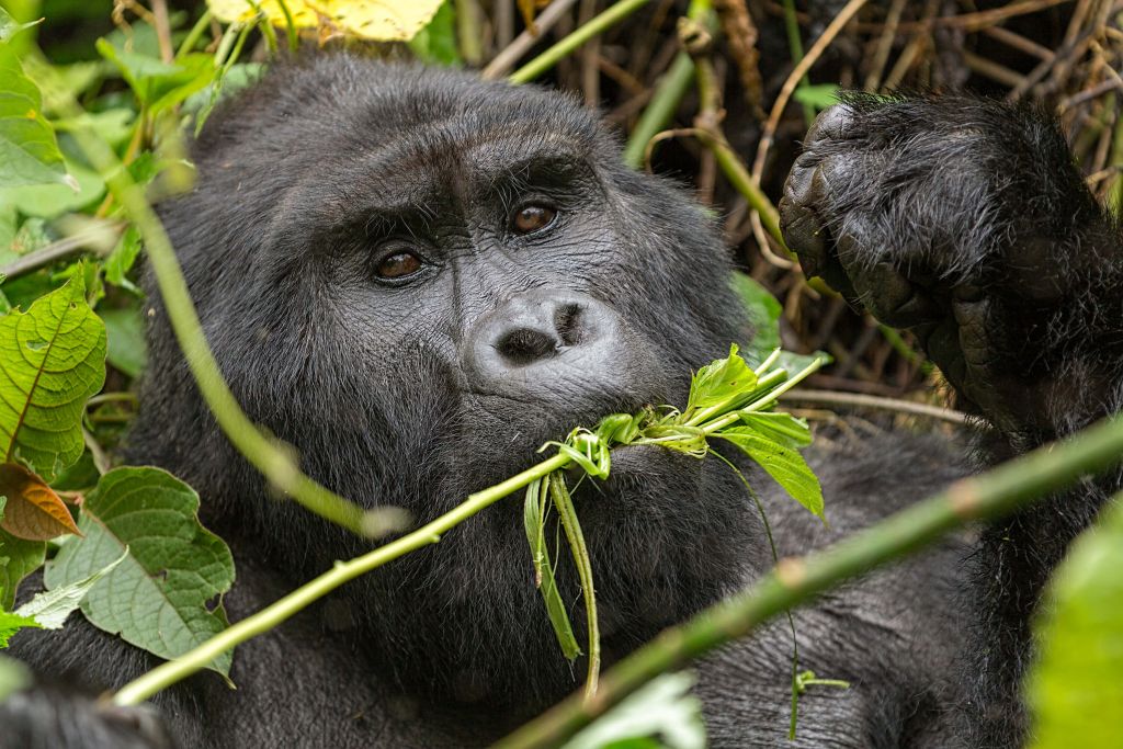 Gorilla zwischen den Ästen