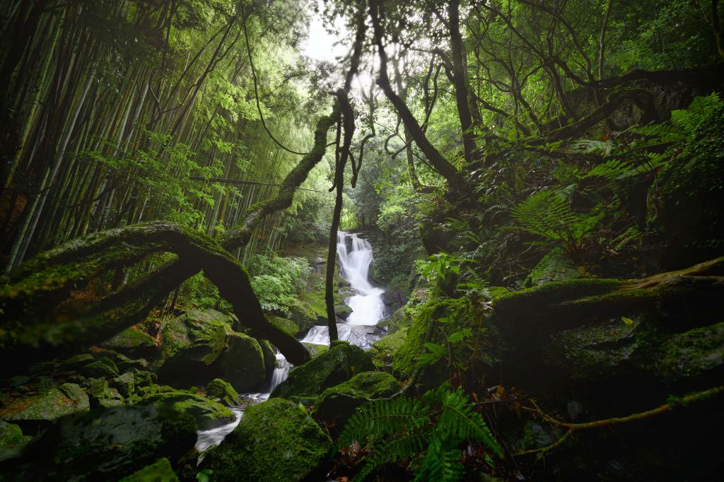 Wasserfall umgeben von Bäumen