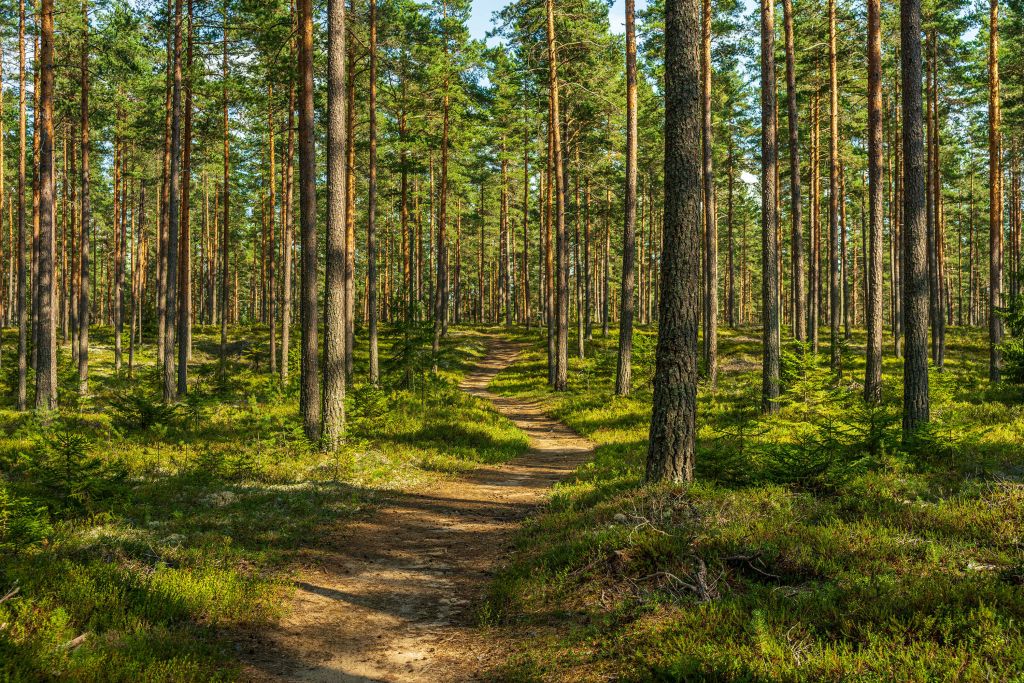 Fußweg im Kiefernwald