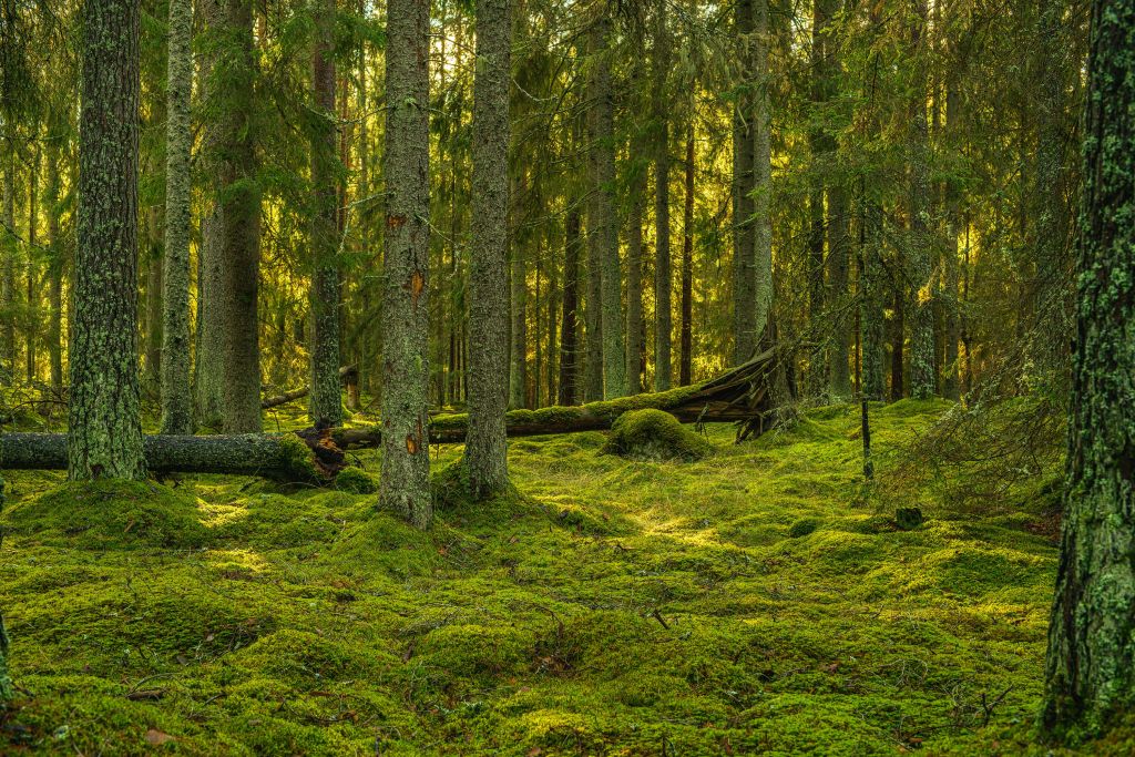 Grüner Kiefernwald