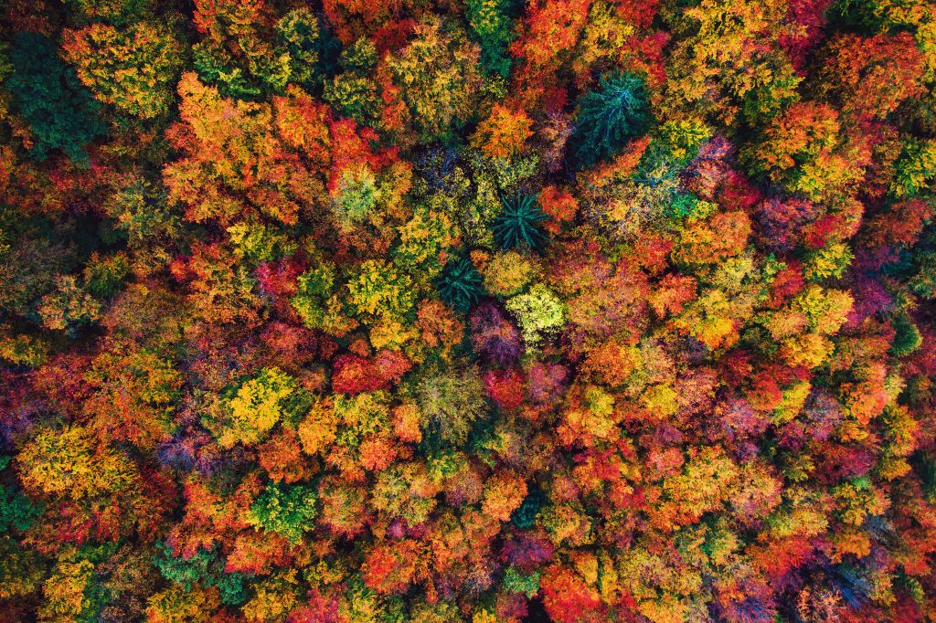 Luftaufnahme über Herbstwald