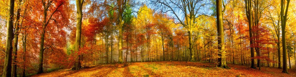 Buntes Waldpanorama