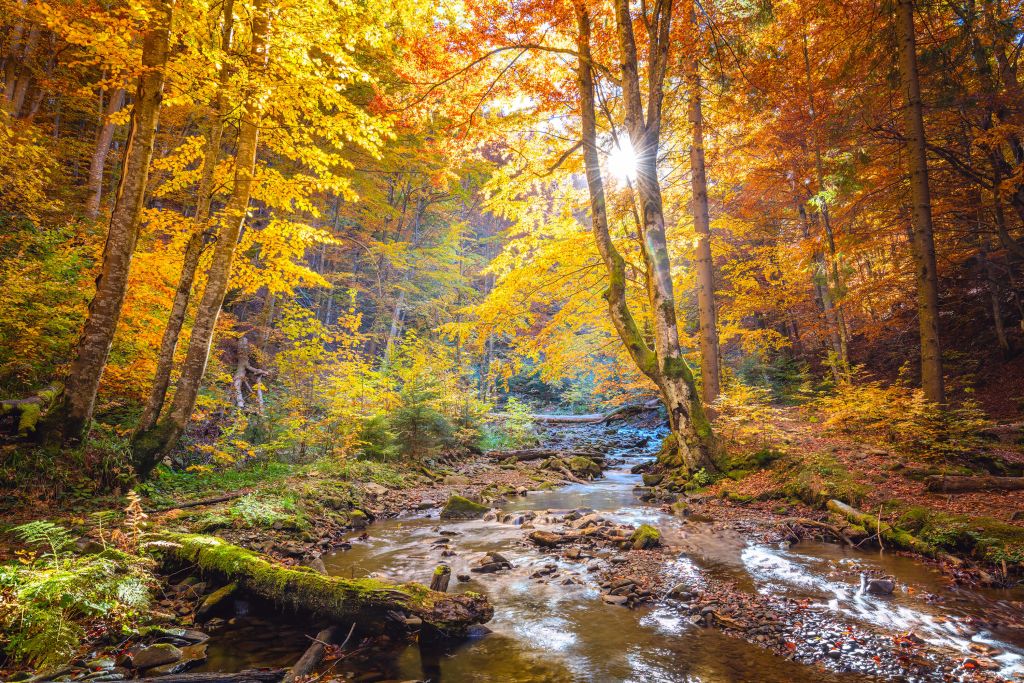 Herbst im wilden Wald