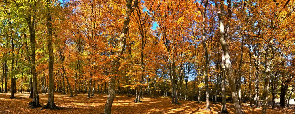 Herbst im Wald