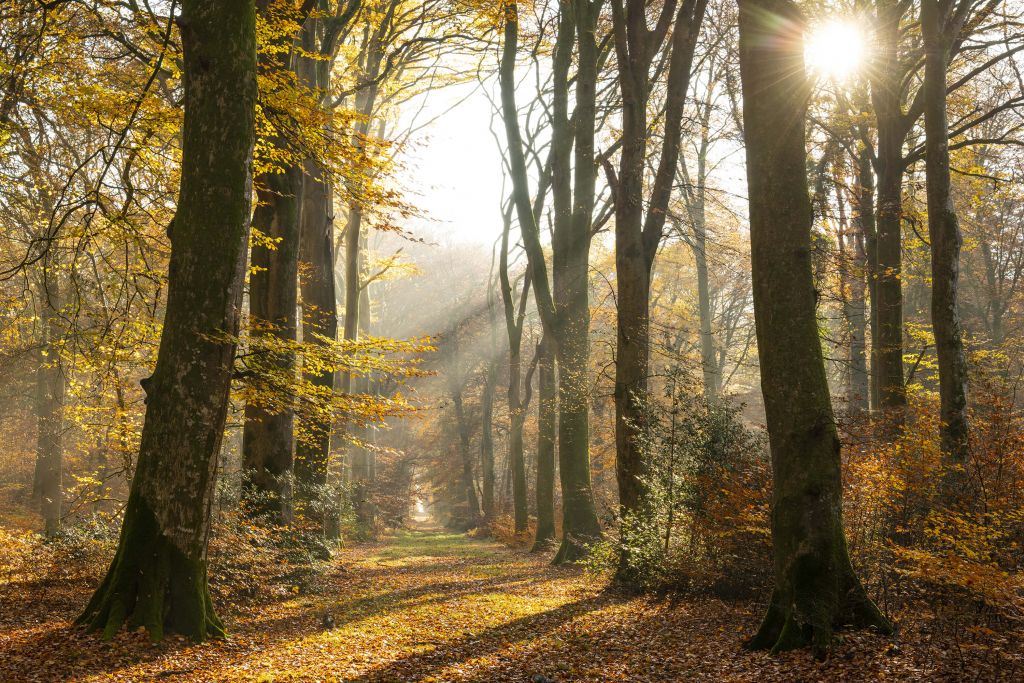 Wald von Crécy