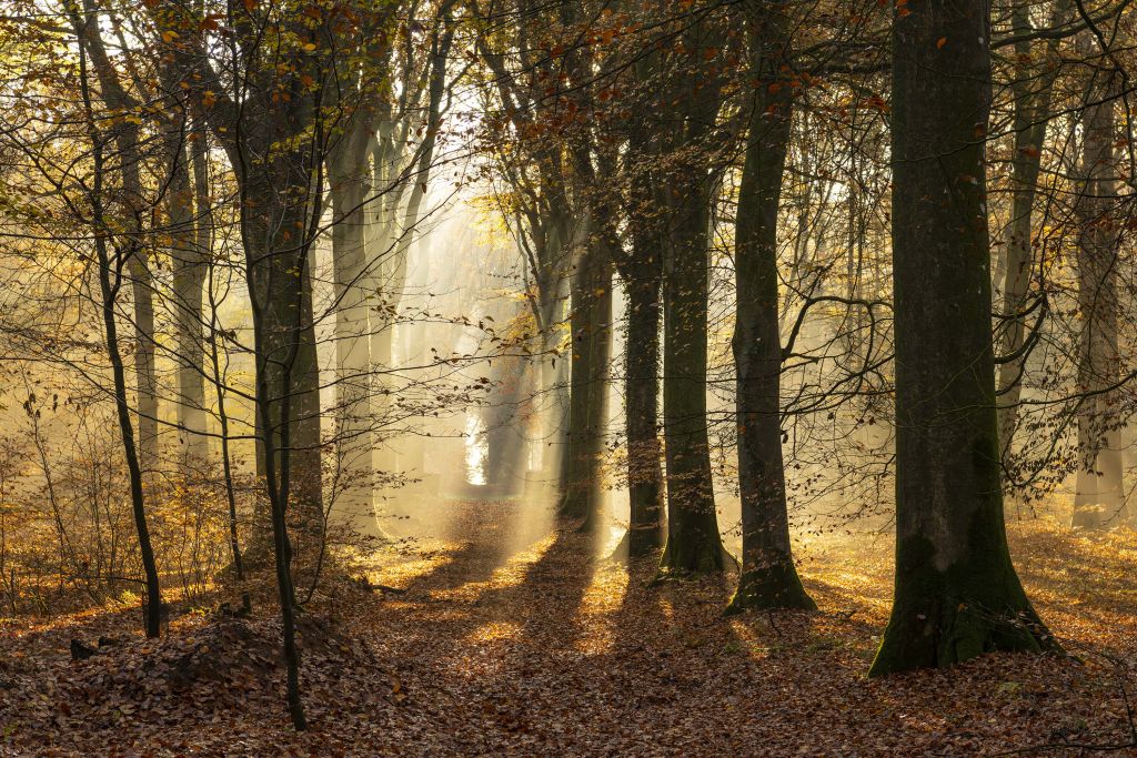 Der Wald von Crécy