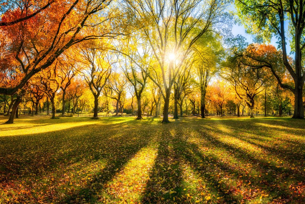 Bunter Herbstwald