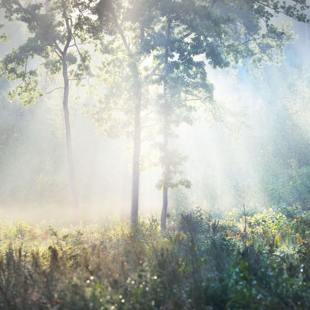 Ein geheimnisvoller Wald