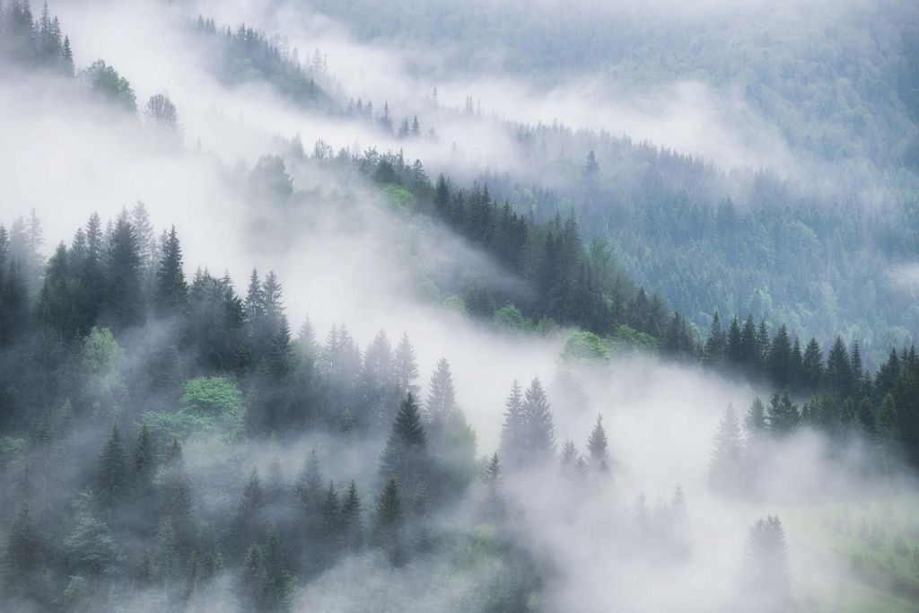 Nebliger Wald in den Bergen