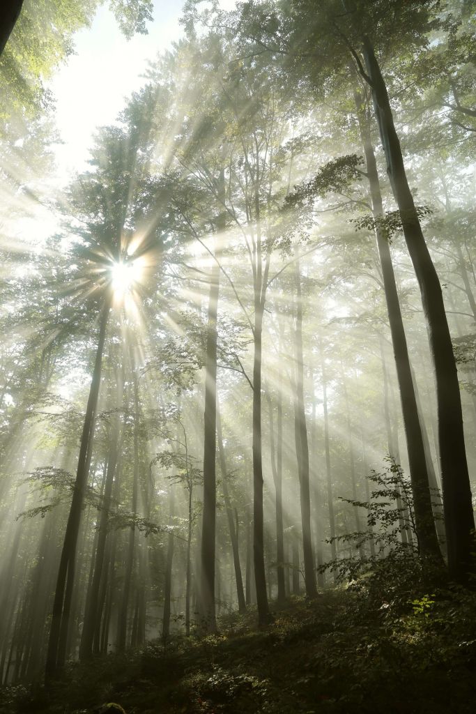 Wald bei nebligem Wetter