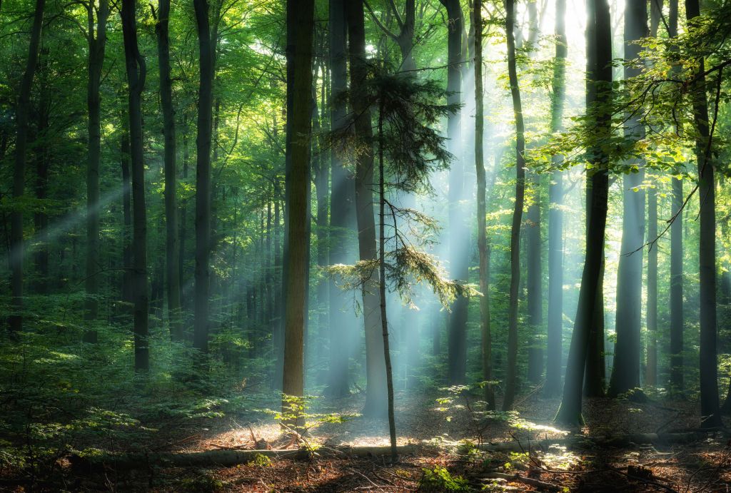 Sonnenaufgang im Wald