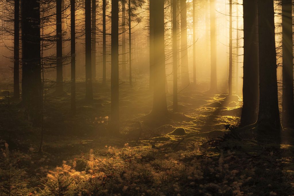 Dunkler Herbstwald