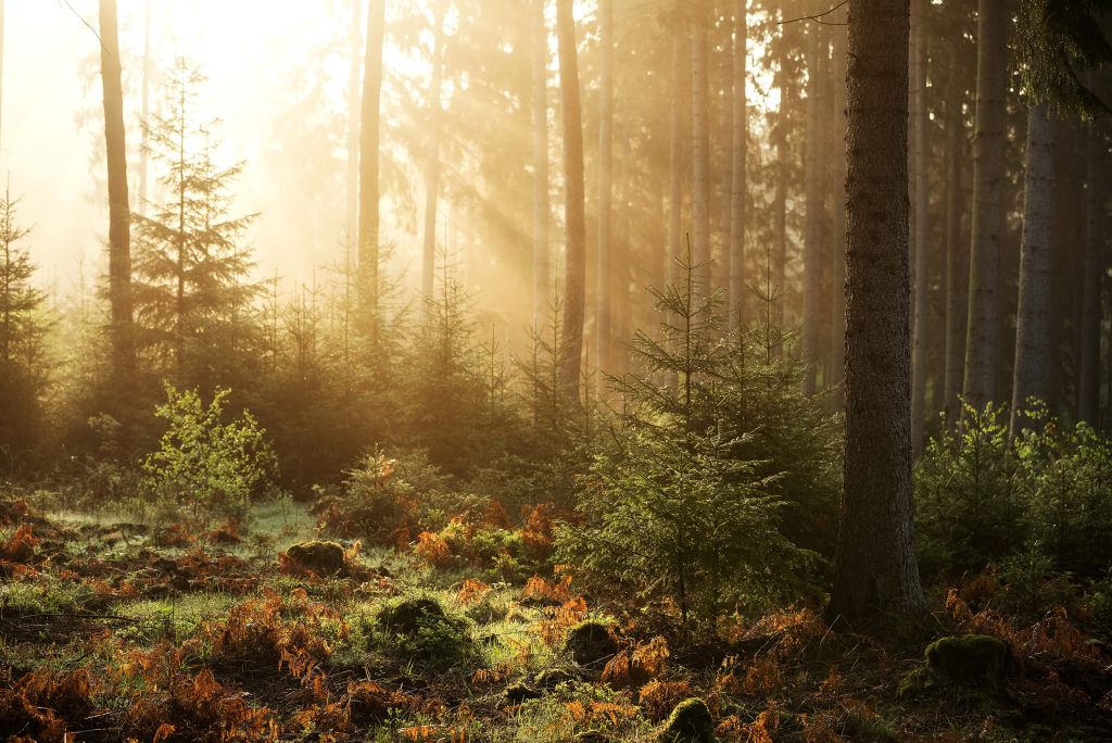 Sonnenstrahlen durch den Wald