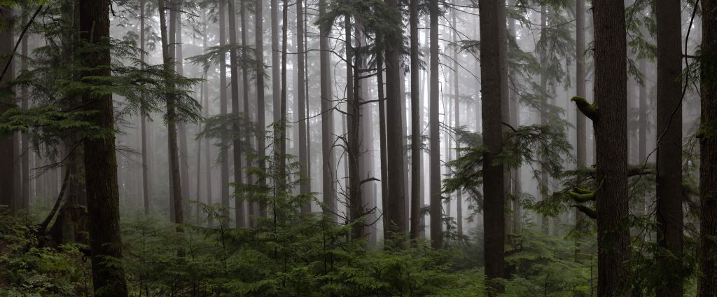 Wald an einem nebligen Tag