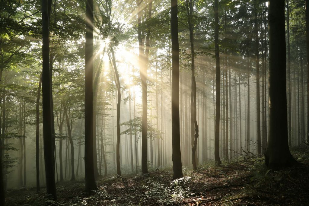 Herbst-Laubwald