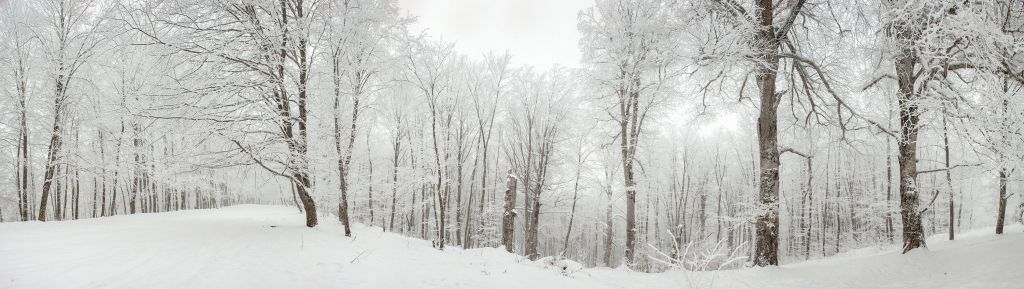 Winterwald