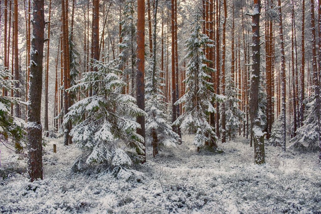 Wald im Schnee