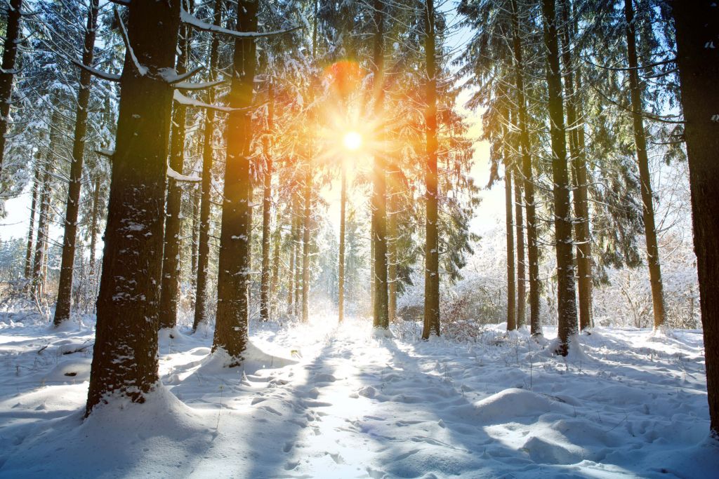 Sonnenlicht im Winterwald