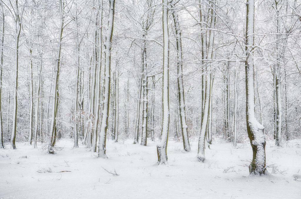 Wald mit Schnee