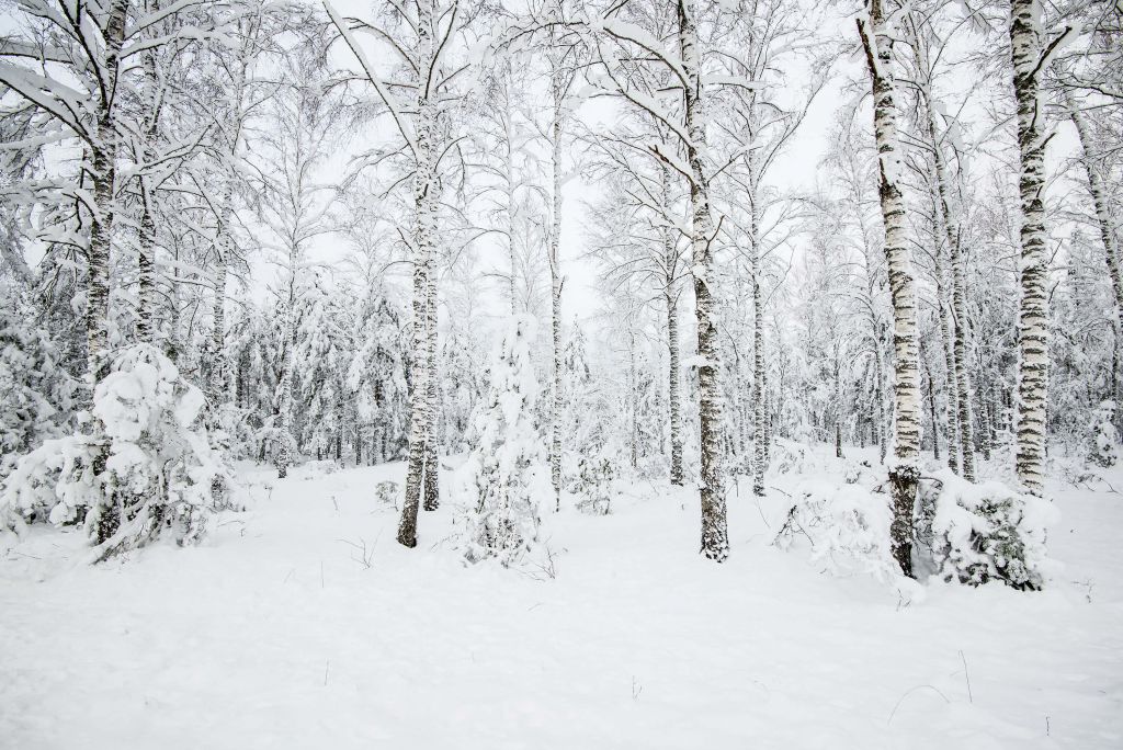 Verschneiter Wald