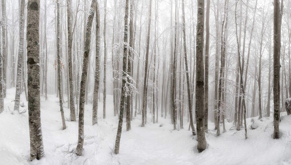 Buchenwald mit Schnee