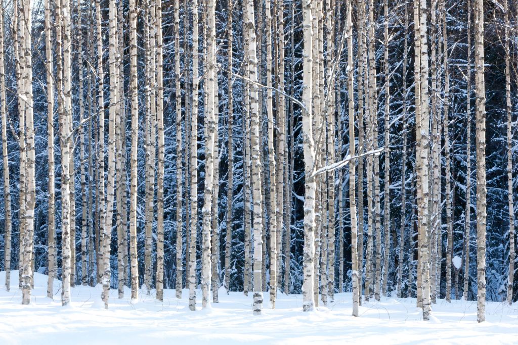 Schnee-Birken