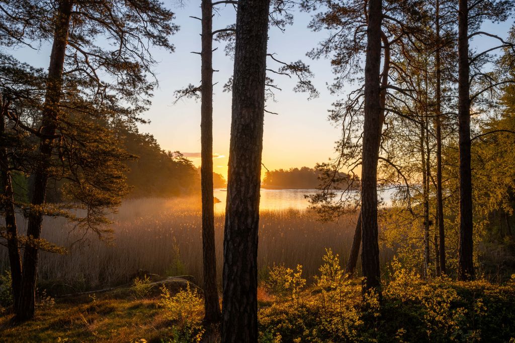 Wald bei Sonnenuntergang