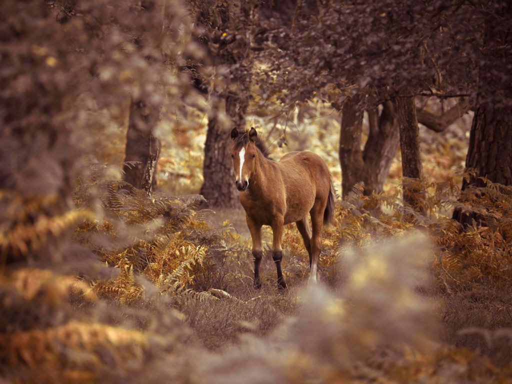 Pferd in der Wildnis