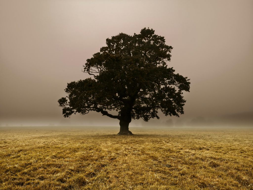 Baum im Nebel