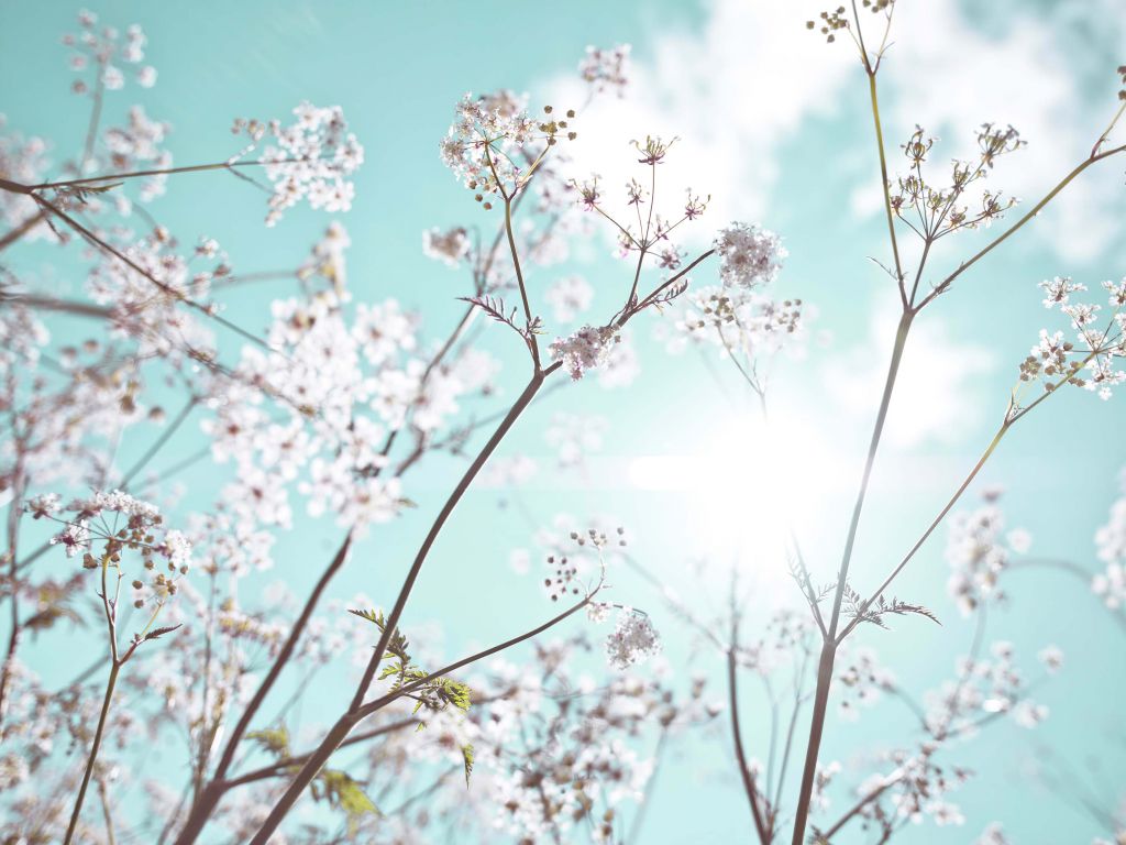 Mandelblüte in der Sonne