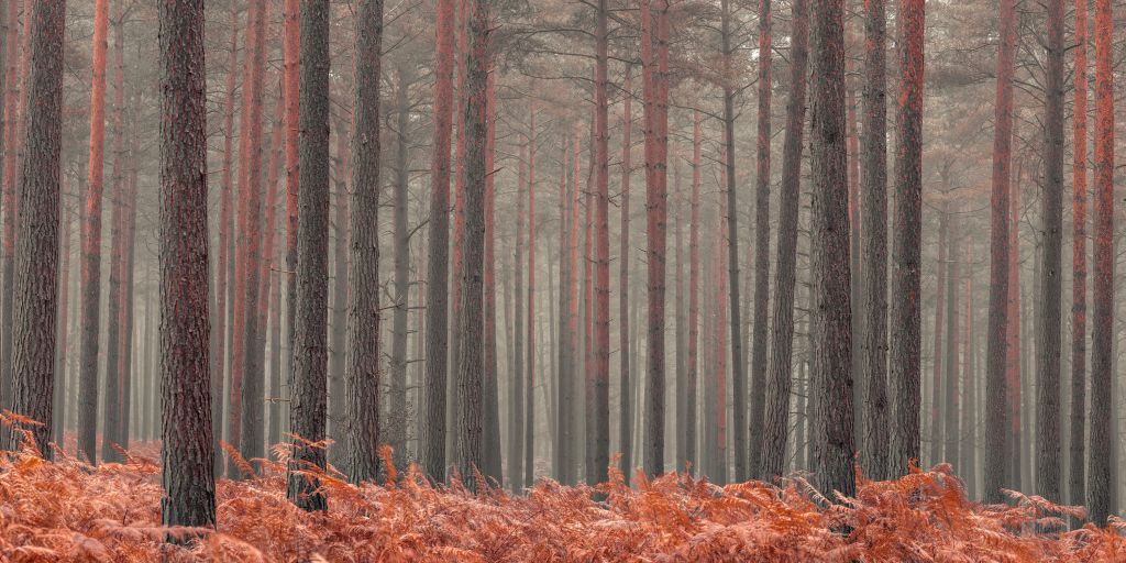 Bäume im Herbst