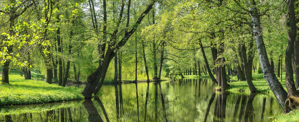 Sommerlandschaft