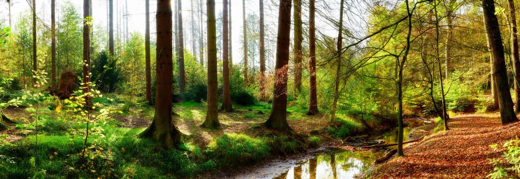 Herbstwald mit hellem Sonnenlicht