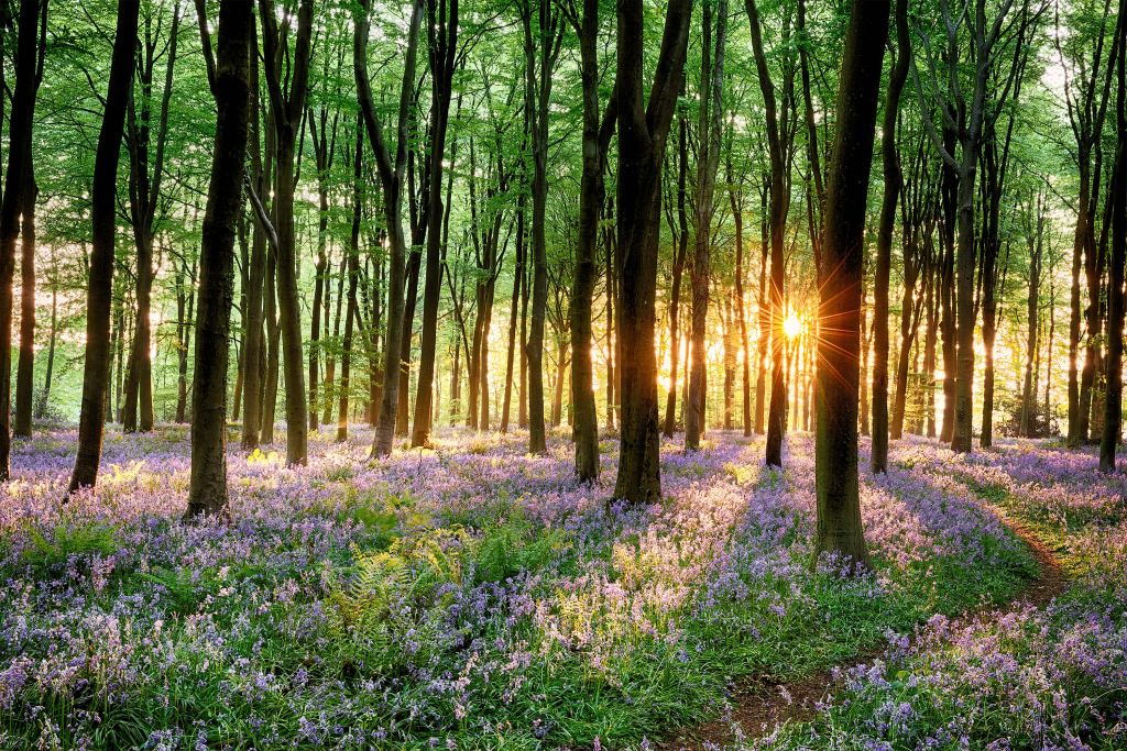 Waldweg bei Sonnenaufgang