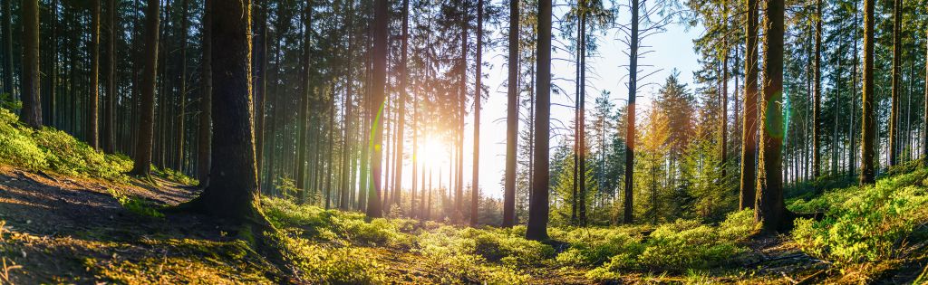 Frühling Wald