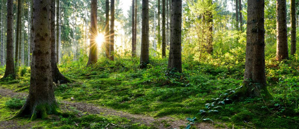 Waldpanorama im Frühling