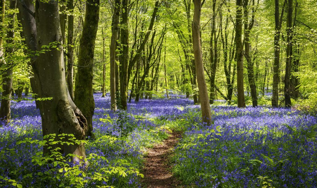 Wald im Sonnenlicht