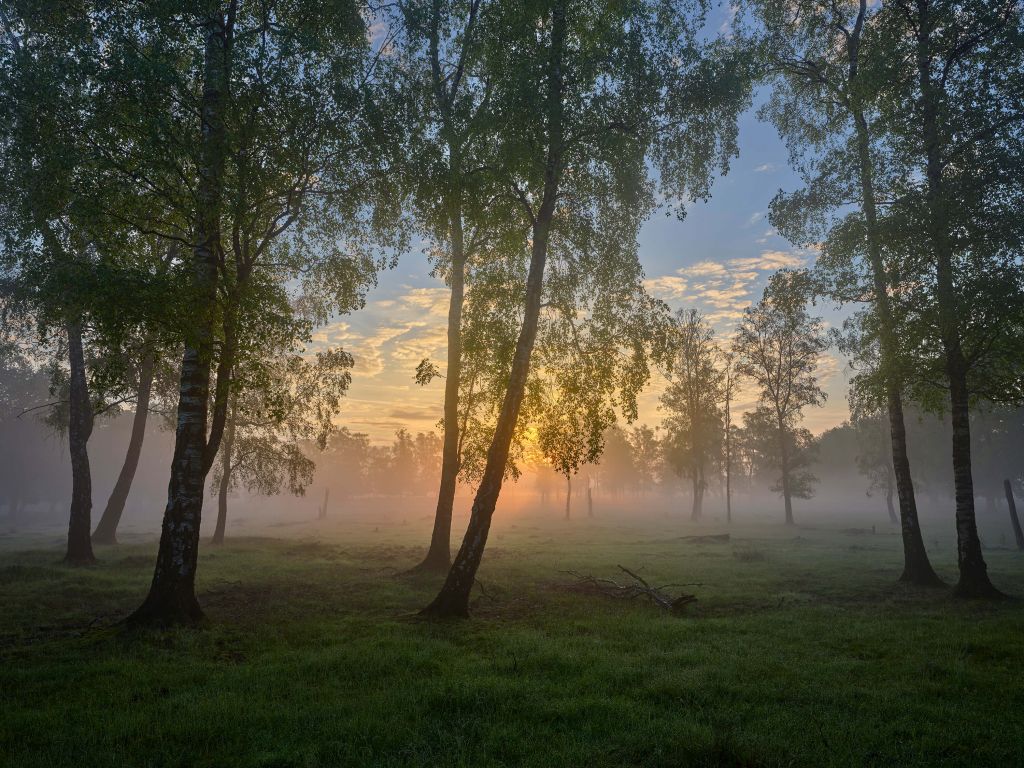 Sonnenaufgang bei den Birken