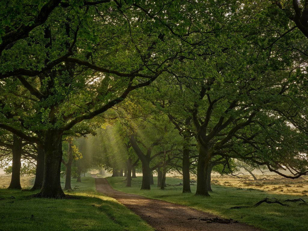 Weg zwischen Eichen