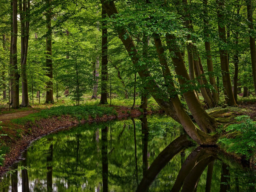 Gebogene Bäume in der Nähe des Wassers