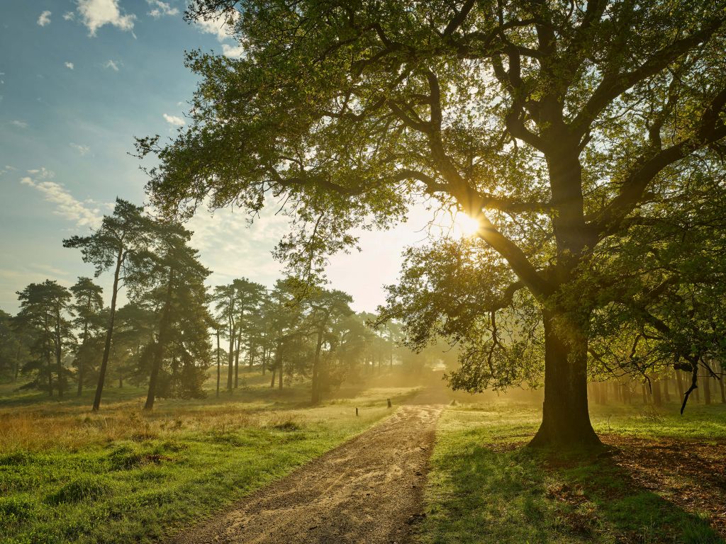 Sonnenaufgang Wald