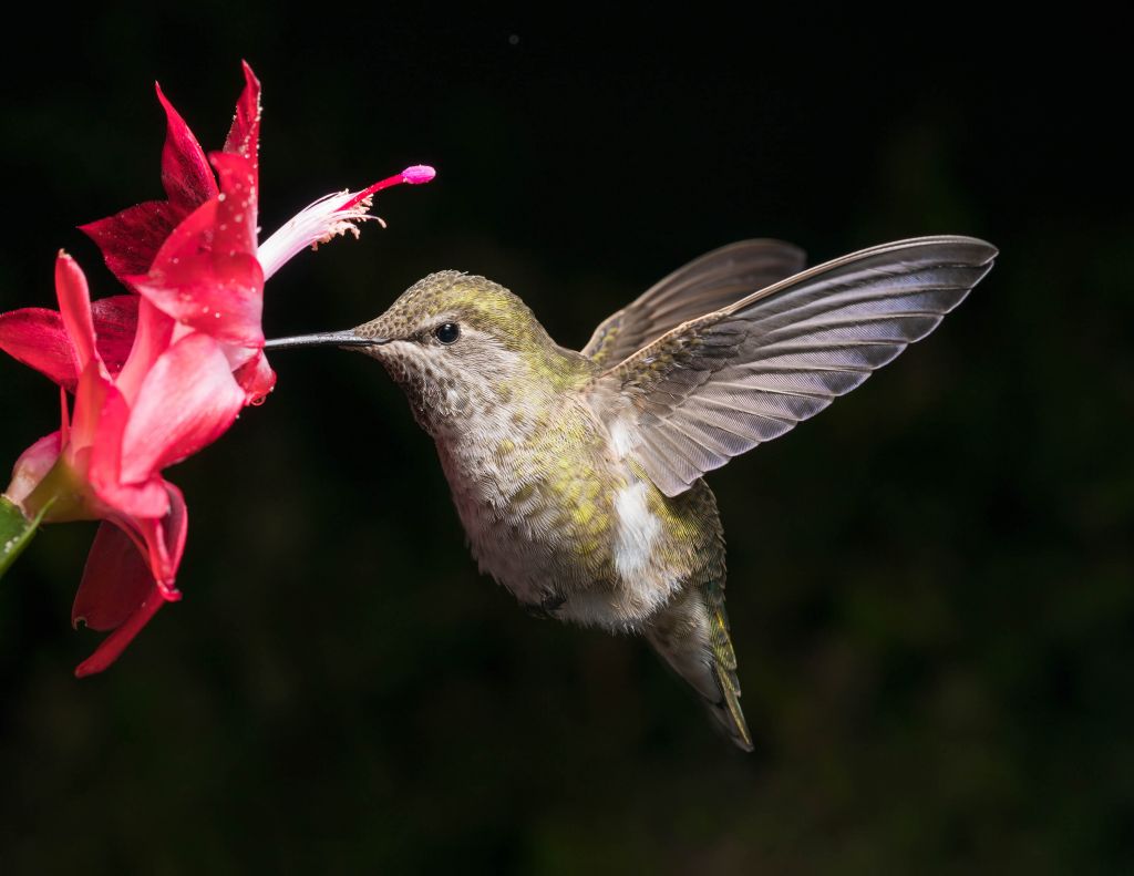 Kolibri mit roter Blume