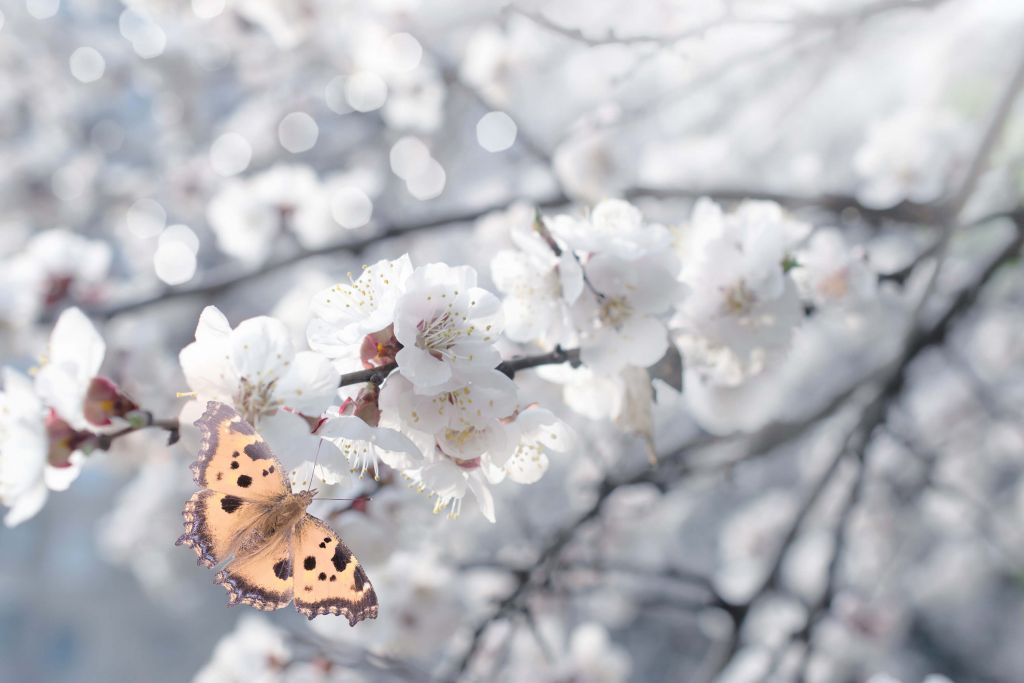 Schmetterling mit weißen Blüten