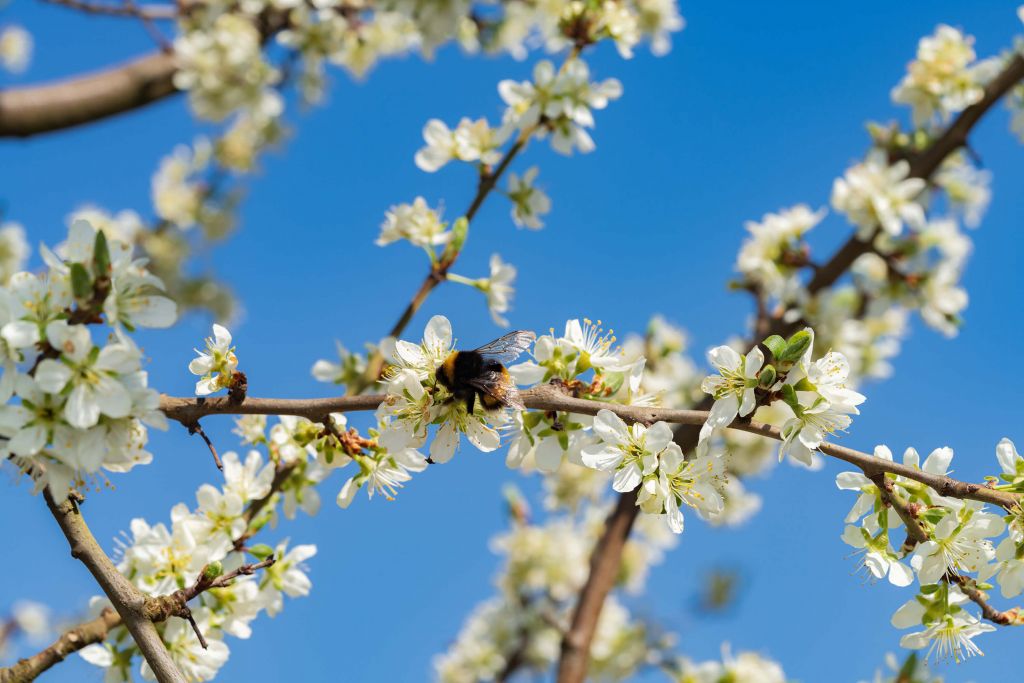 Hummel mit weißen Blüten