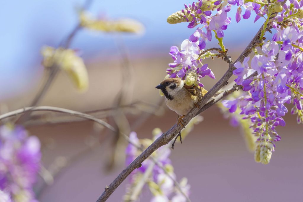 Spatz und lila Blumen