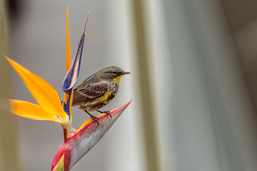 Paradiesblume mit Vogel